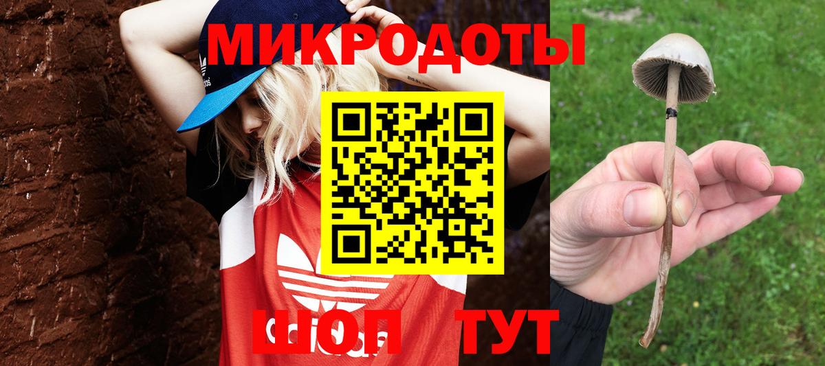 Псилоцибиновые грибы Psilocybe Махачкала